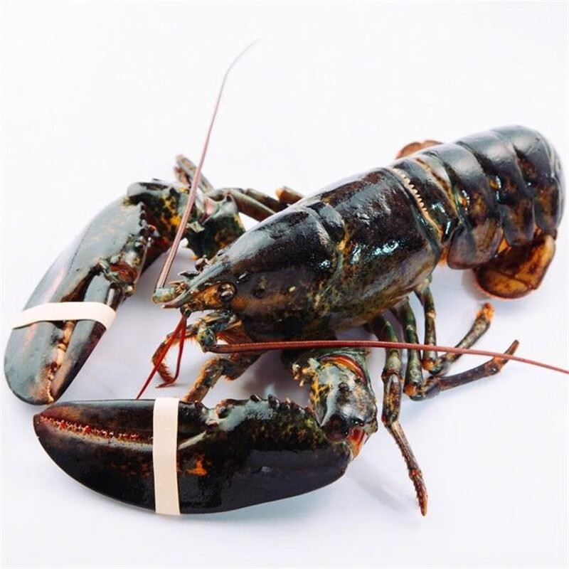 鲟好物【活鲜】鲜活波士顿龙虾 大波龙 生鲜活虾海鲜水产 鲜活波士顿