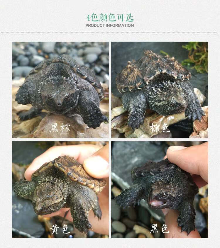 黄色 纯佛鳄龟【爆刺】 鳄龟蛋【不分