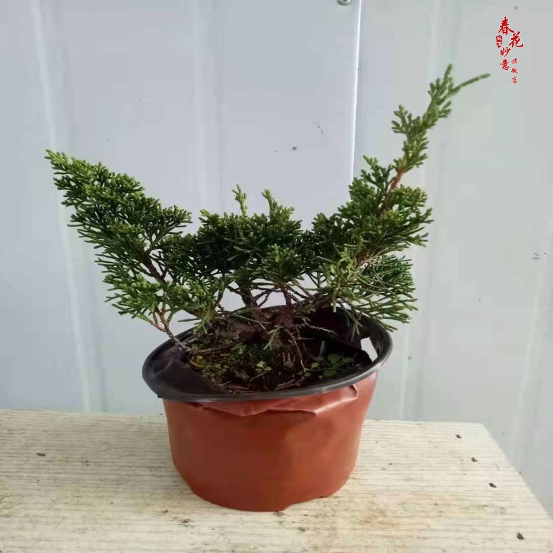 真柏微型盆景掌上盆栽济州真柏苗造型松柏素材苗 真柏素材小苗 不含盆