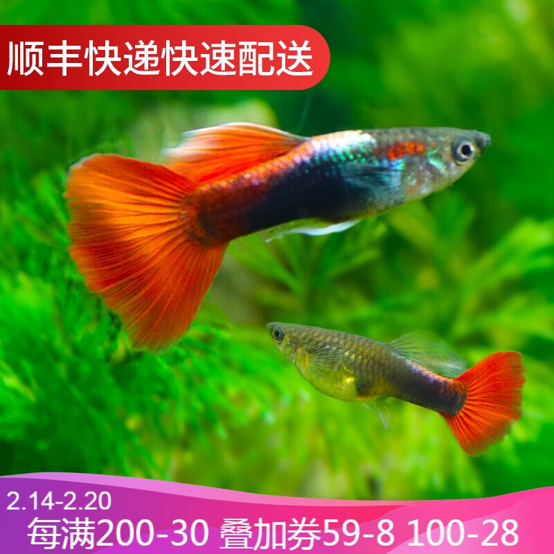 鱼官儿 孔雀鱼活体小型热带观赏鱼水族淡水凤尾鱼 红扇孔雀鱼1对