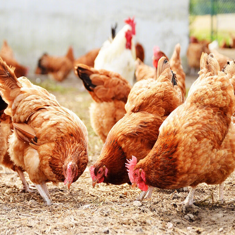 筱诺 土鸡三黄鸡走地鸡整只 700g/只 鸡肉生鲜 3只装