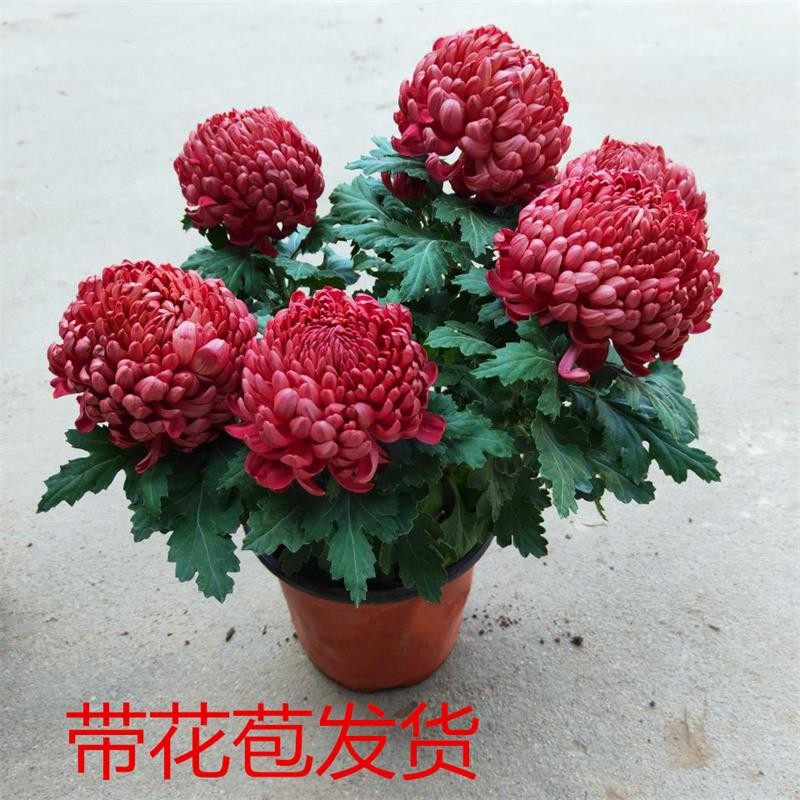 苗带花苞菊花盆栽大花九月菊带花植物室内阳台花卉 红绣球【大花】 不