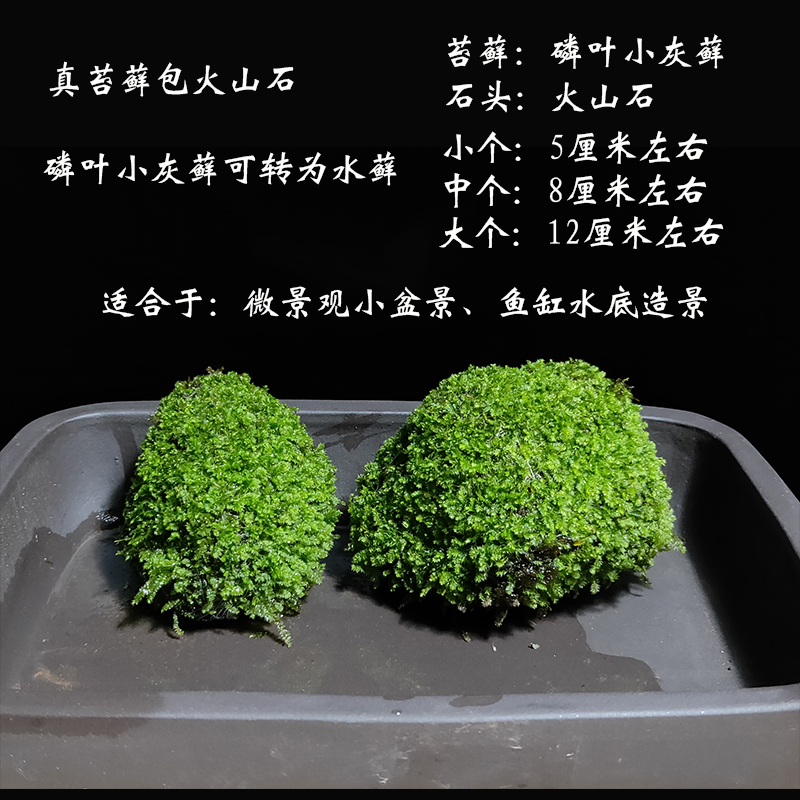 吸水石假山造景植物材料微景观小盆景绿植鲜活苔藓 真藓包火山石小个