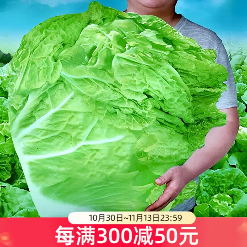 大禹山东胶州大白菜种子农科院秋季耐寒黄心义和秋白菜籽冬储新品种