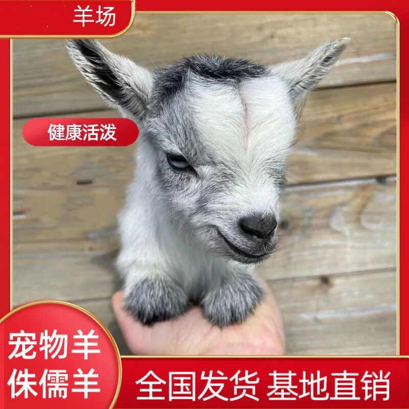 宠物羊活羊国产侏儒羊家养萌宠羊景区观赏羊羊小羊羔活体养殖定金
