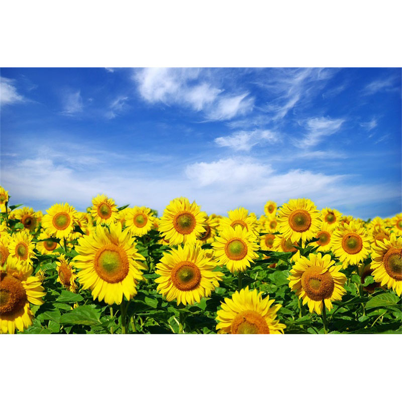 向日葵背景装饰海报向阳花太阳花玻璃贴纸葵花风景花卉图片梦倾城 1