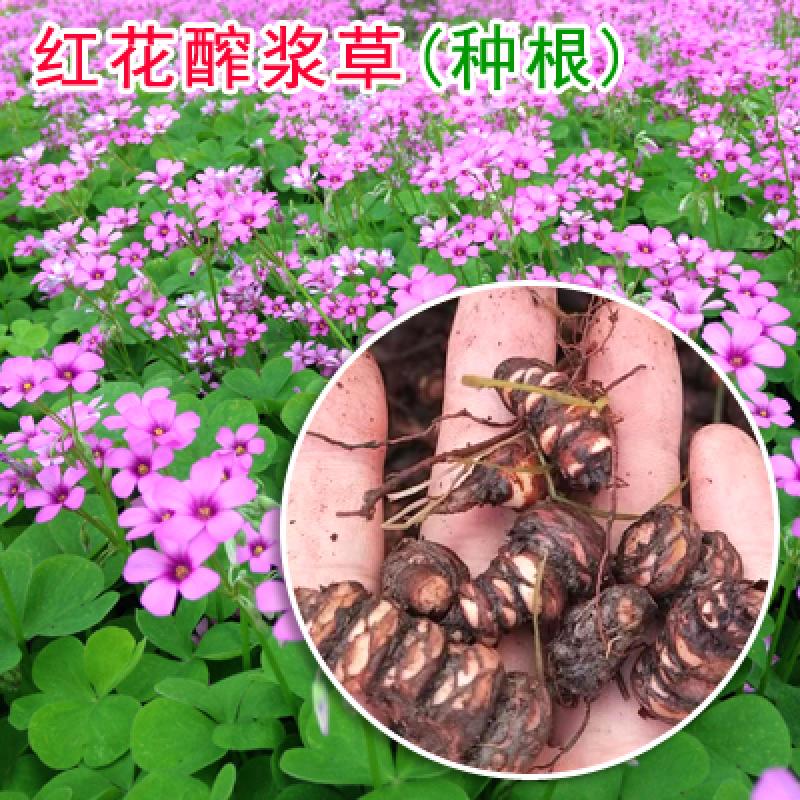 红三叶草籽四季常青护坡绿化庭院多年生耐寒 红花醡浆草【种根】1斤