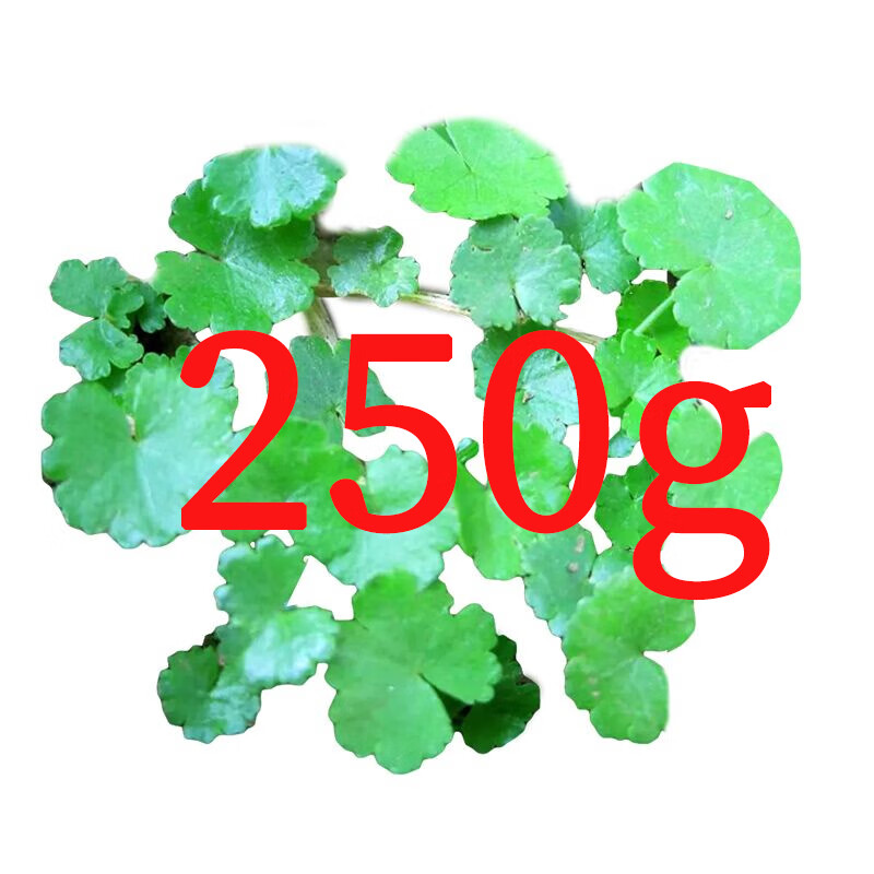天然新鲜遍地锦 农家天胡荽 满天星 破铜钱 钱币草 干品 生鲜品250克