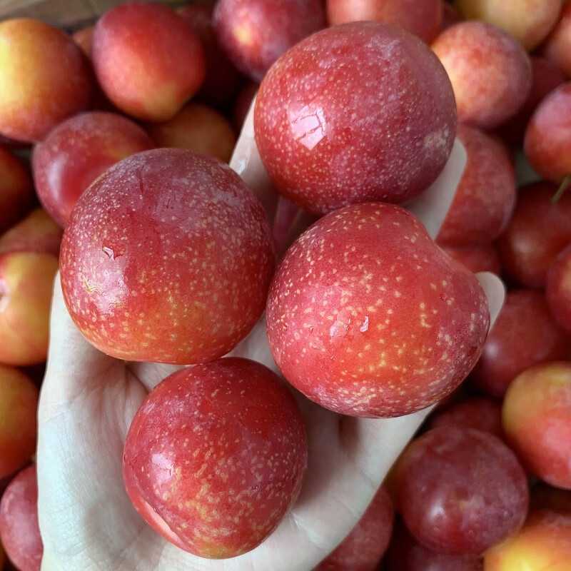白衣鲜人智利珍珠红李5斤 新鲜水果圆润饱满脆甜爽口李子 应季生鲜