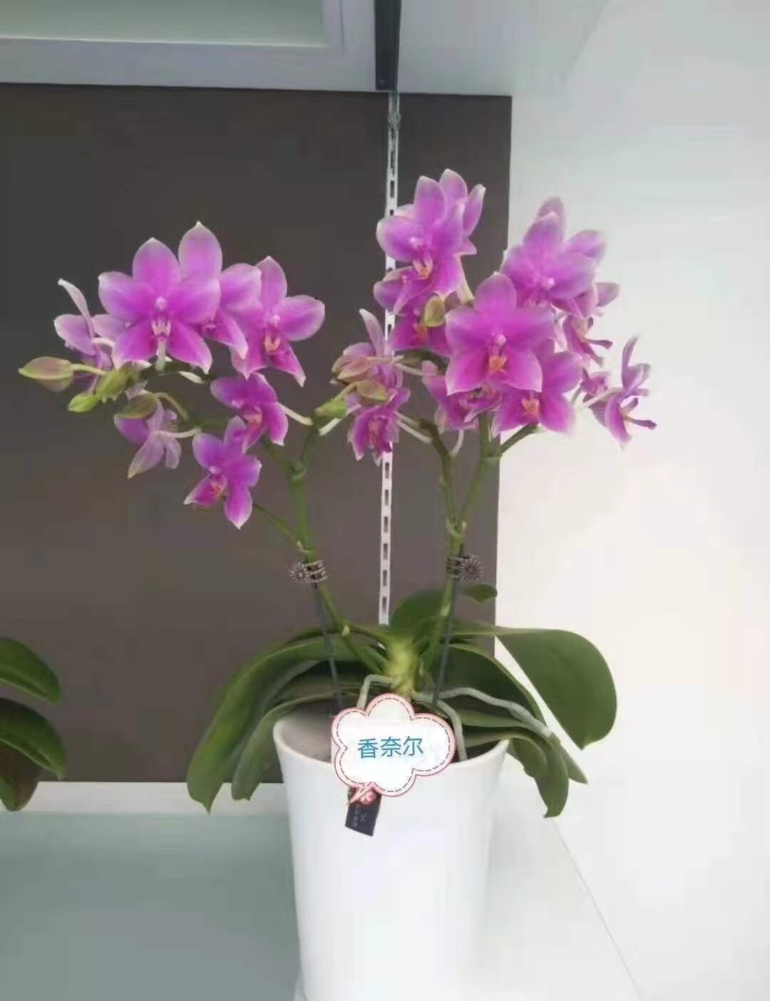 8寸办公室水培吸水懒人盆栽绿植鲜花卉s 2.8寸香奈儿-未成熟苗 不含盆