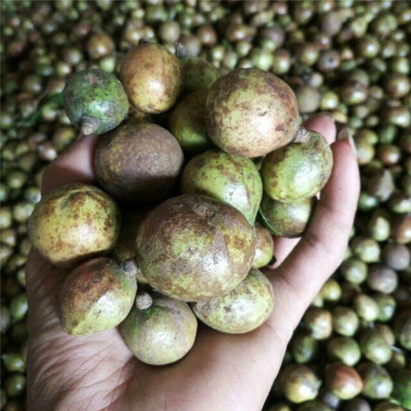 油茶种子山茶籽新种子新果实油茶籽自榨茶树籽油茶子仁带壳油料 1000