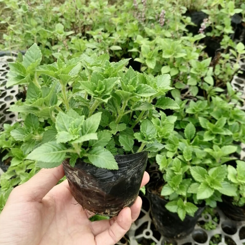 凉粉草苗仙草苗烧仙草盆栽 仙人冻王老吉凉茶原料 1盆至少4棵(带育苗