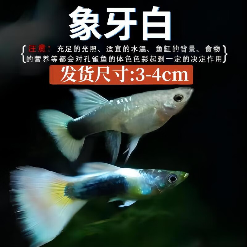 胎生鱼 热带观赏鱼淡水活体鱼小型鱼纯种好养易活 象牙白孔雀鱼3对
