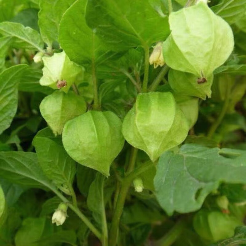 禾之润超甜姑娘果秧苗黄红东北姑娘果四季大红灯笼果秧苗盆栽高产种籽