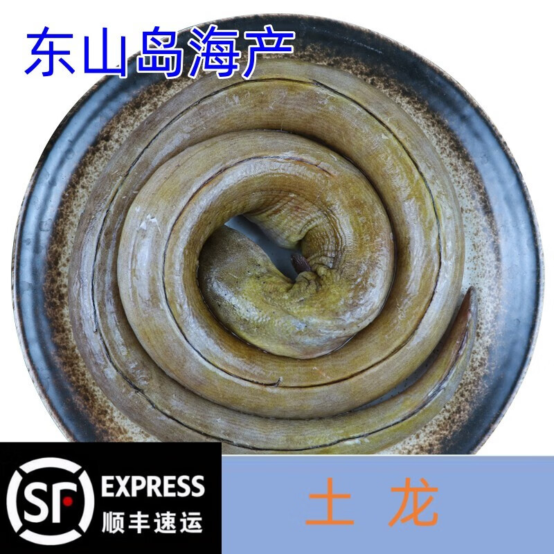 愚港 土鳗龙  东山岛本港煲汤 冰鲜海捕鳗鱼 刺鳗骨鳗   活冻海鲜水产