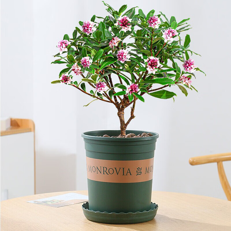 若绿 金边瑞香室内盆栽绿植花卉耐寒盆景绿植花卉瑞香花苗冬季开花