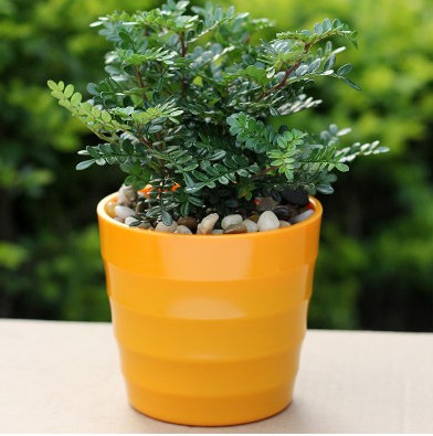 防蚊虫驱蚊草 植物办公室桌面吸甲醛 绿植 花卉 盆栽 清香木3年苗