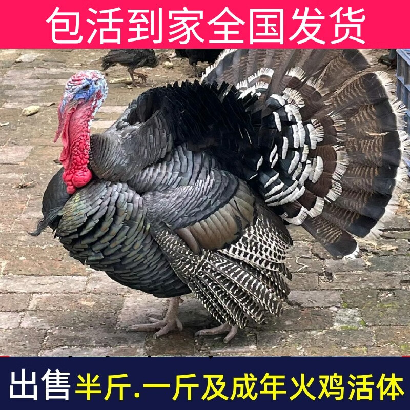 泉诗畅成年火鸡巨型青铜火鸡公母尼古拉火鸡田园观赏火鸡新鲜现杀