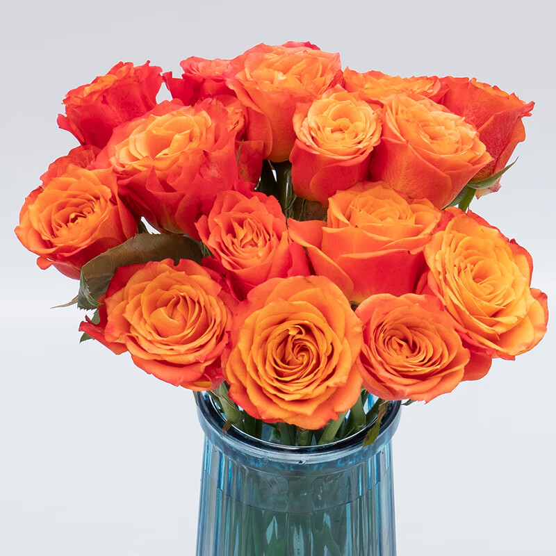 基地直发红玫瑰花斗南直批家庭水养玫瑰花活动 金辉(16支 4支防损耗)