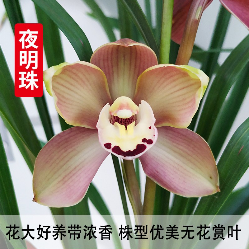 劉閣蘭花刘阁兰花苗 新品荷瓣大花 冬带花苞出售好养花卉入门优选 夜