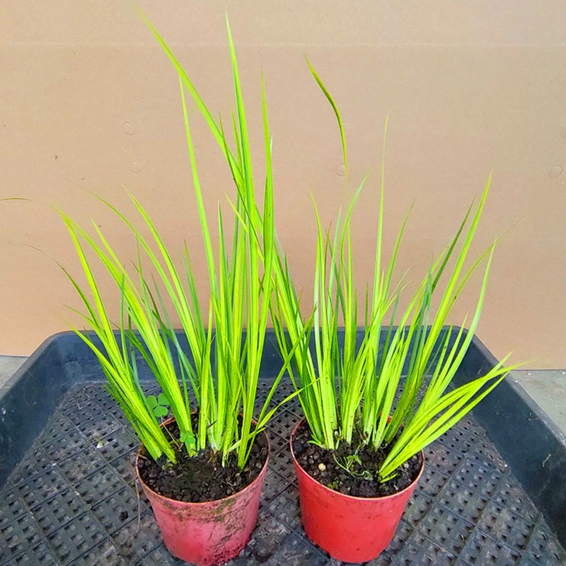 虎须贵船苔迷你盆栽防辐射吸甲醛菖蒲苗原盆发货 2盆胧月菖蒲/8公分盆