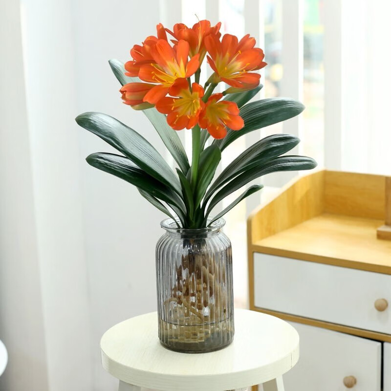 欧芽君子兰盆栽水培植物室内办公室客厅桌面绿植花卉 10-12片君子兰