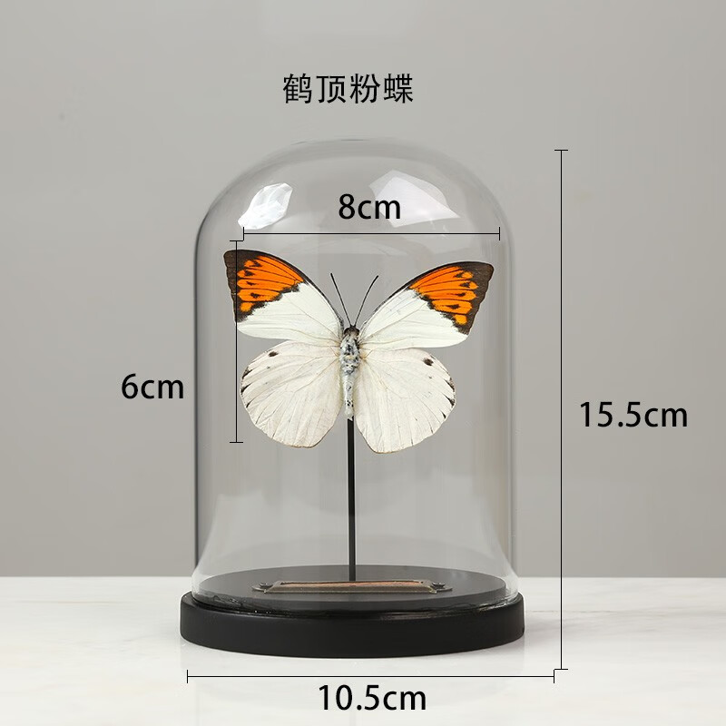 罩展示盒金龟子昆虫标本防尘罩摆件木质底 190013 鹤顶粉蝶玻璃罩摆件