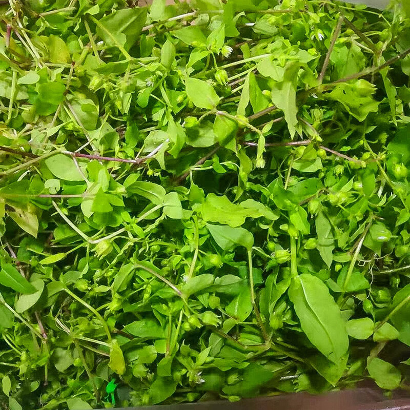 汪特 天然繁缕新鲜 繁缕草 野菜茶繁缕茶 鹅肠草 鸡肠草干品 生鲜品