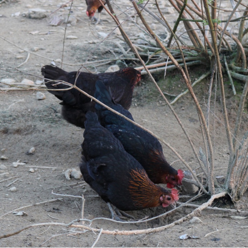 虎钢馋湖南正宗土鸡农家散养鸡跑山鸡新鲜现杀月子鸡母鸡