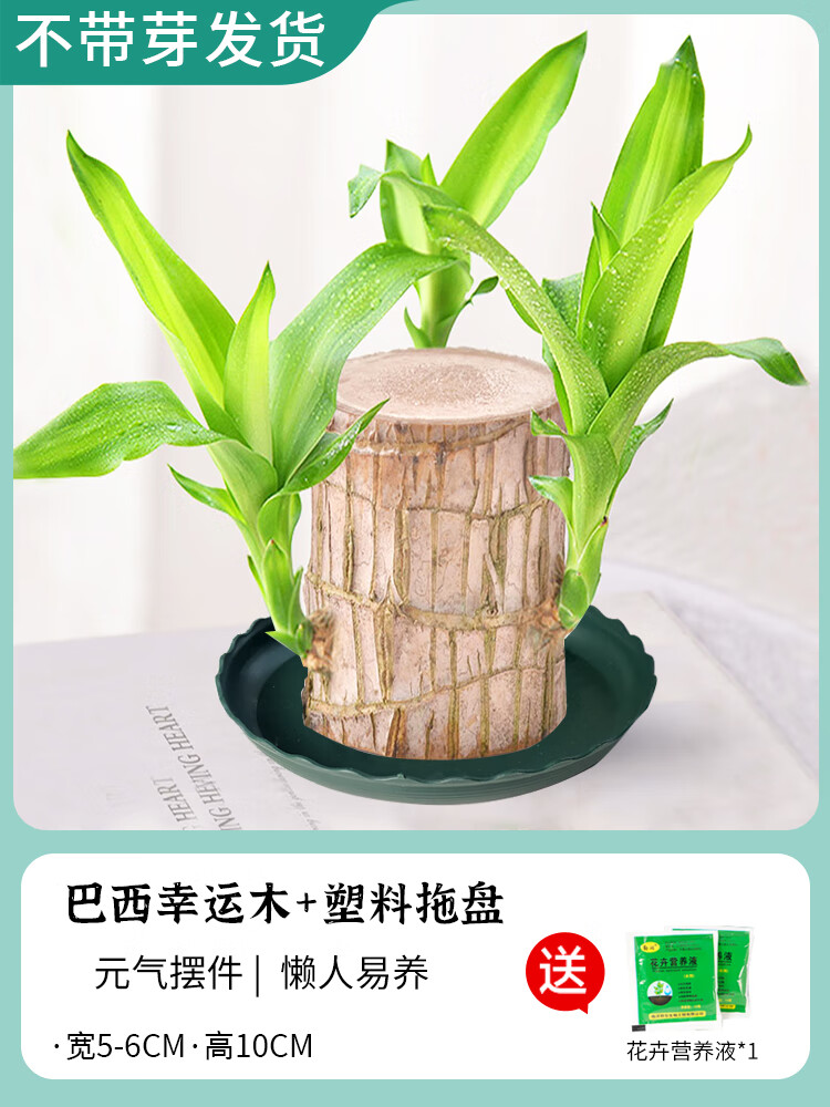 巴西木水养幸运木开花绿植室内盆栽水培植物格鲁特小树人带芽阳台 5