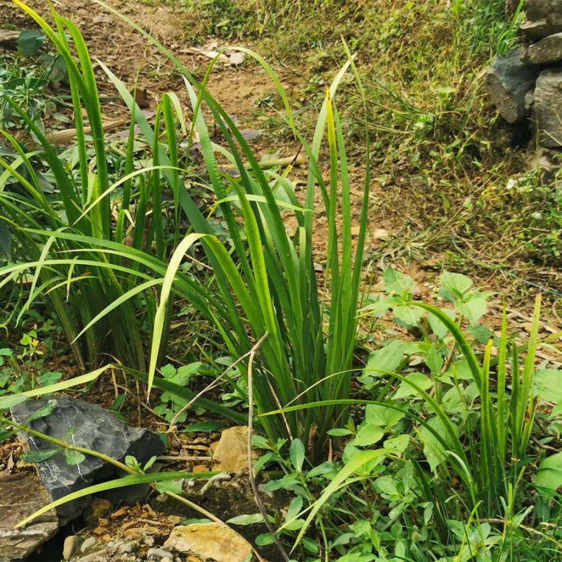 新鲜山赖三奈调味火锅香料随手香茴香菖蒲根苗 带根带泥(种植和食用)
