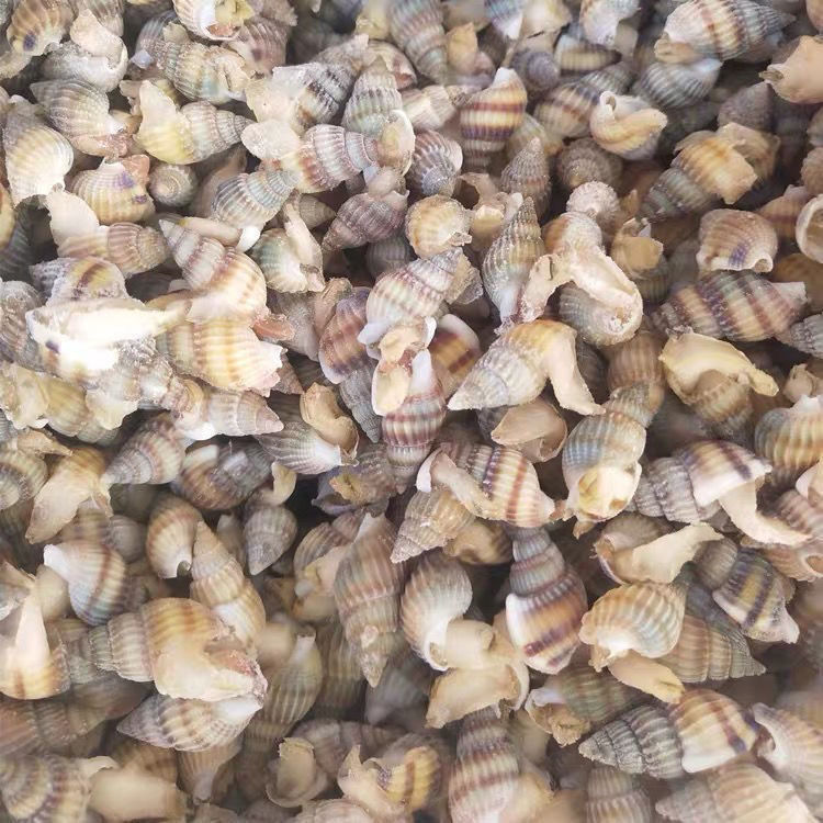 橙伯乐 鲜活速冻海瓜子 海螺丝 野生新鲜钉螺 大红枣螺 海鲜水产 四斤