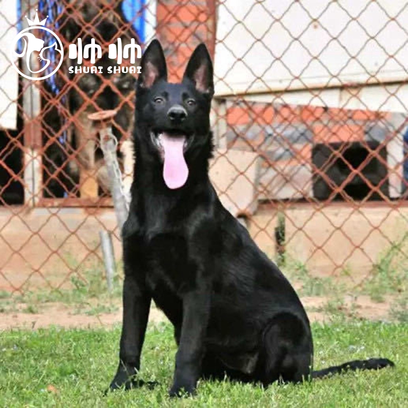 帅帅名宠【为爱而生】纯种马犬幼犬  纯种黑狼幼犬看家护院纯种幼崽