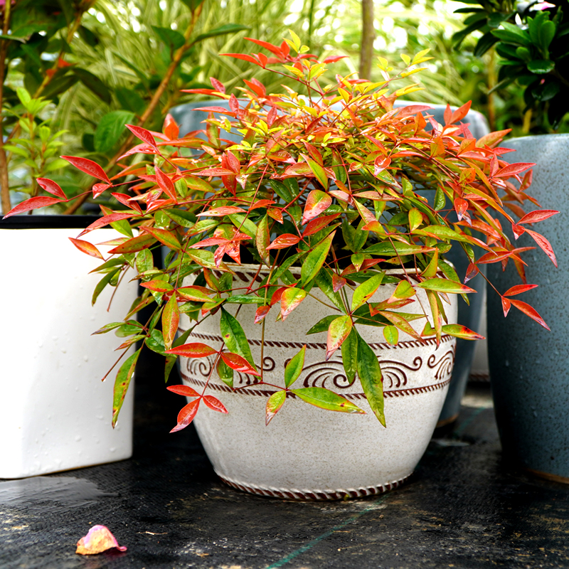 华苗木云 品牌报价图片优惠券 华苗木云品牌优惠商品大全 虎窝购