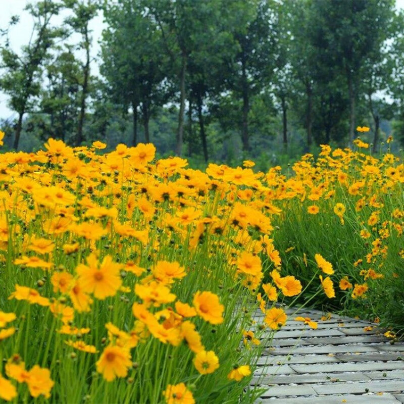 花海绿化多年生宿根花草种子花种子室外多年生适合秋天种的花种庭院户