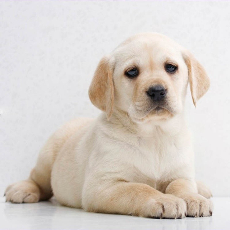 【质保30天】秋颖纯种拉布拉多幼犬导盲犬神犬小七活体幼犬高智商宠物