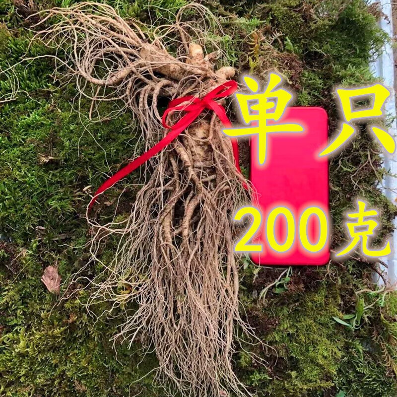笑熙熙【產(chǎn)地直發(fā)】笑熙熙 特大新鮮人參 正宗長(cháng)白山現挖帶土鮮參 特大單只200克左右