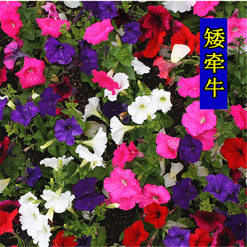 霆环多年生室外垂吊花卉种子矮牵牛种子牵牛花种子花籽碧冬茄四季种易