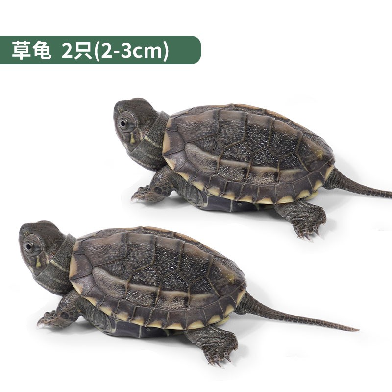 宠尚天 乌龟缸小乌龟活物活体巴西龟中华草龟 中华草龟(两只玩伴龟)