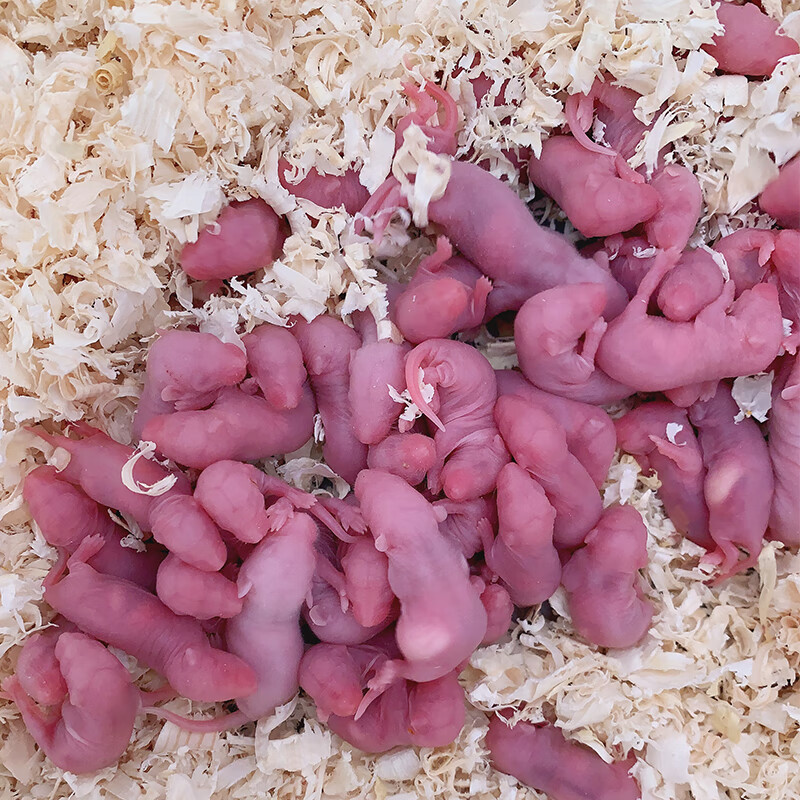 冰冻乳鼠红皮白霜小白鼠成体亚成饲料蛇鬃狮蜥蜴守宫龟猫爬虫食物 冻5