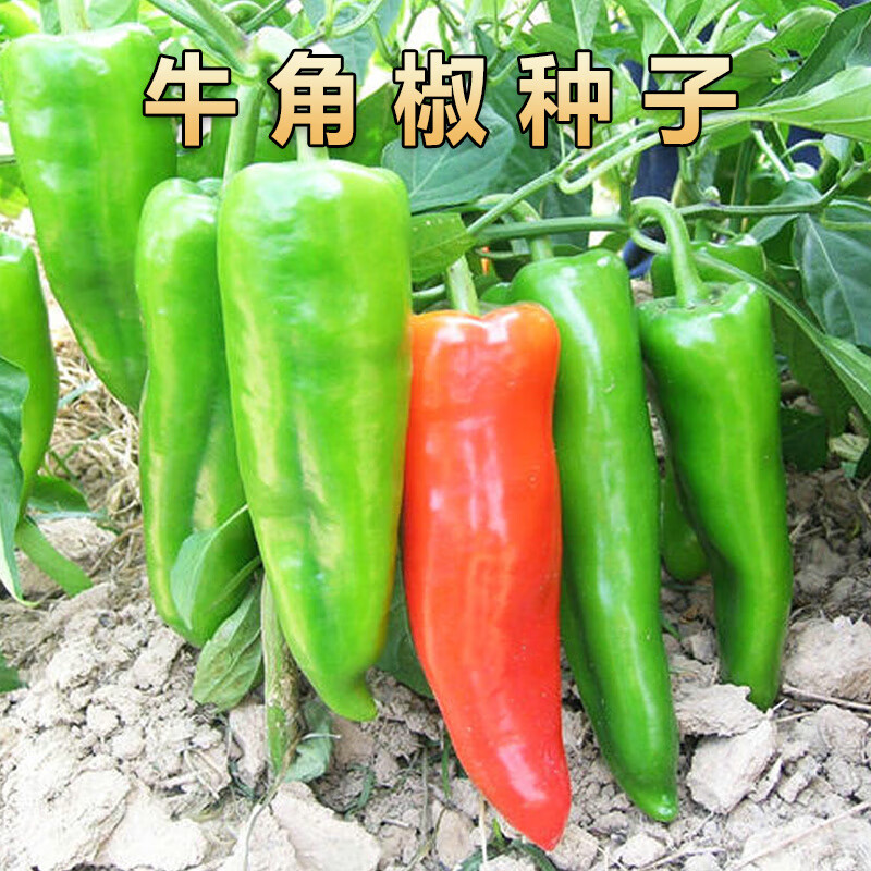 山谷里的居民【原装彩包】特大牛角椒种子辣椒种籽肉厚青椒种子阳台