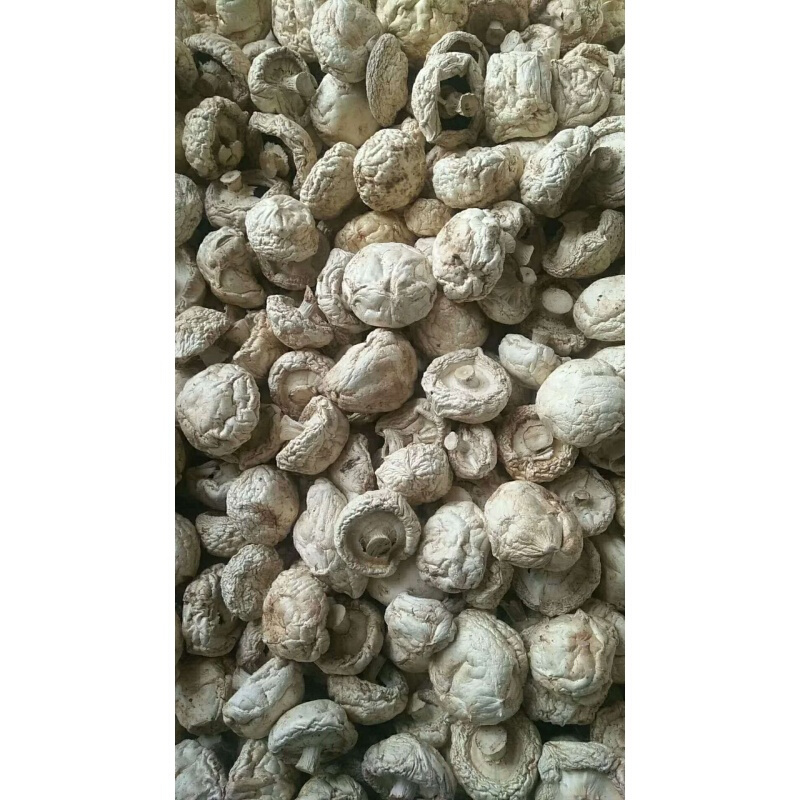 张家口口蘑 250克张家口张北坝上特产草原干货口蘑香菇白蘑菇