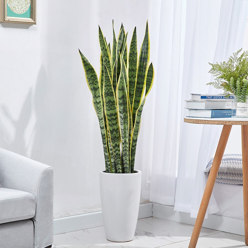 大型绿植怎么才能买到最低价|大型绿植价格走势图