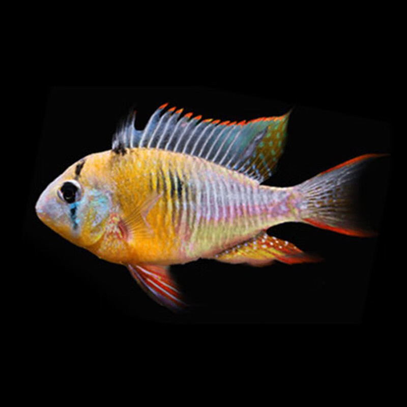 水财神(water richer)玻利维亚凤凰 热带鱼观赏鱼慈鲷淡水鱼小型鱼