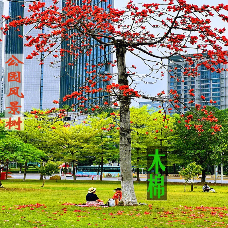 木棉花树苗别墅庭院风景树苗门前大树户外绿化树木耐寒耐热观赏树