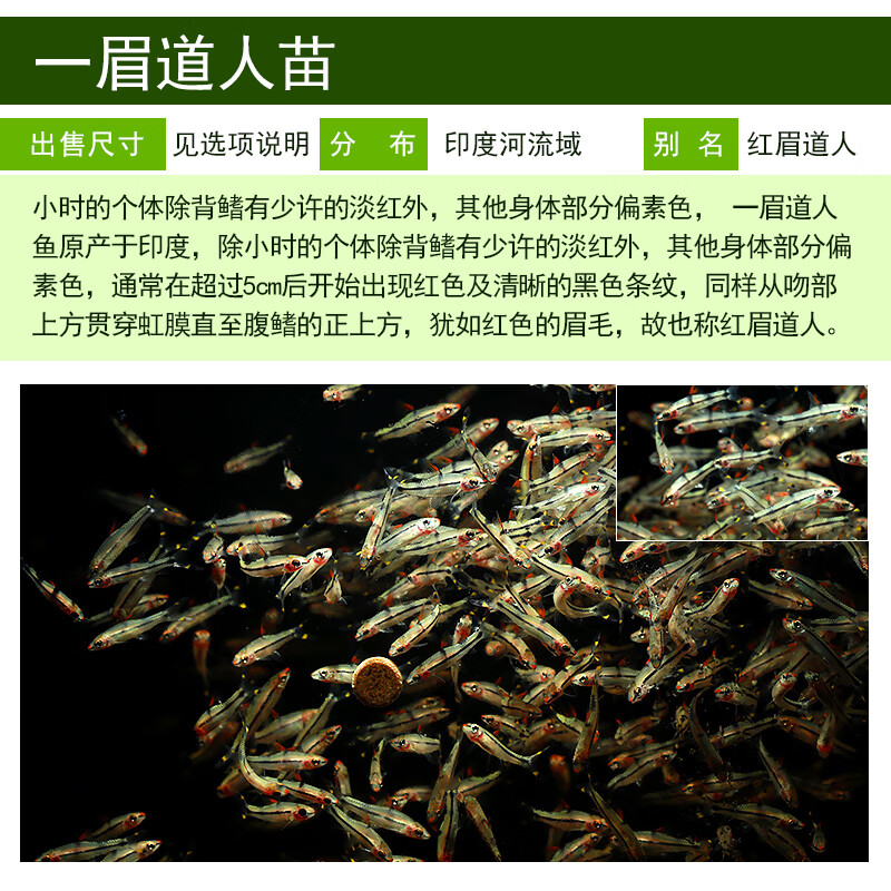 羡朵一眉道人鱼热带鱼观赏鱼水草缸群游王灯鱼红眉彩虹黑影道人活体鱼