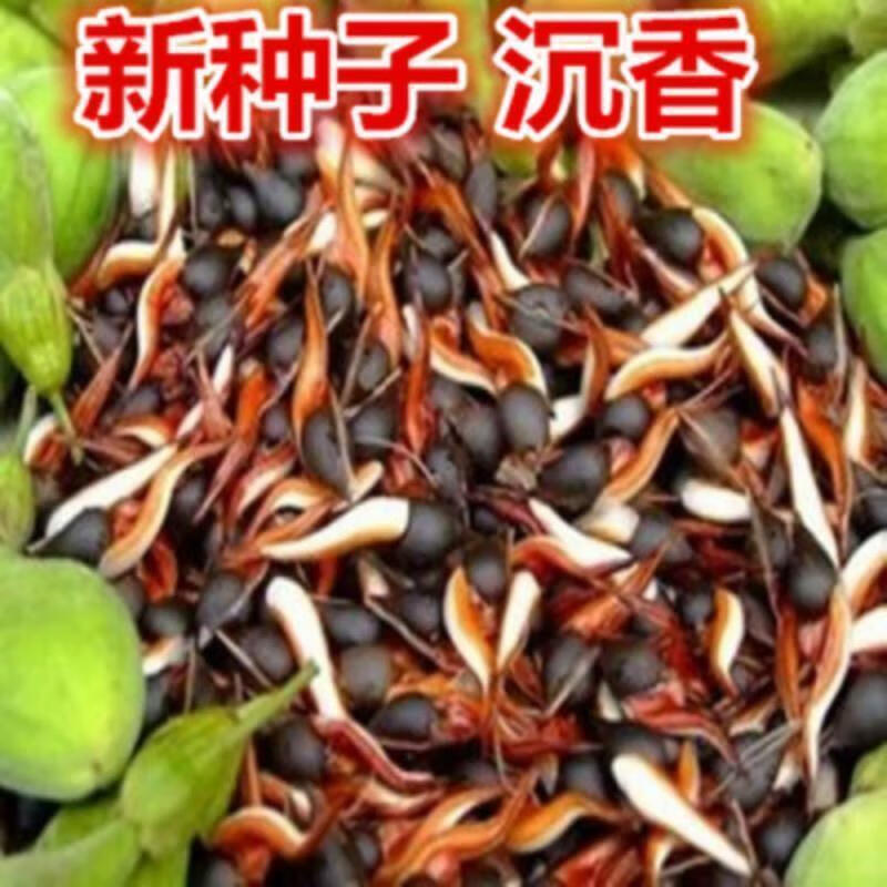 若荷沉香种子 海南沉香 沉香树苗 海南沉香种子 奇楠沉香种子发芽率高 沉香种子半斤