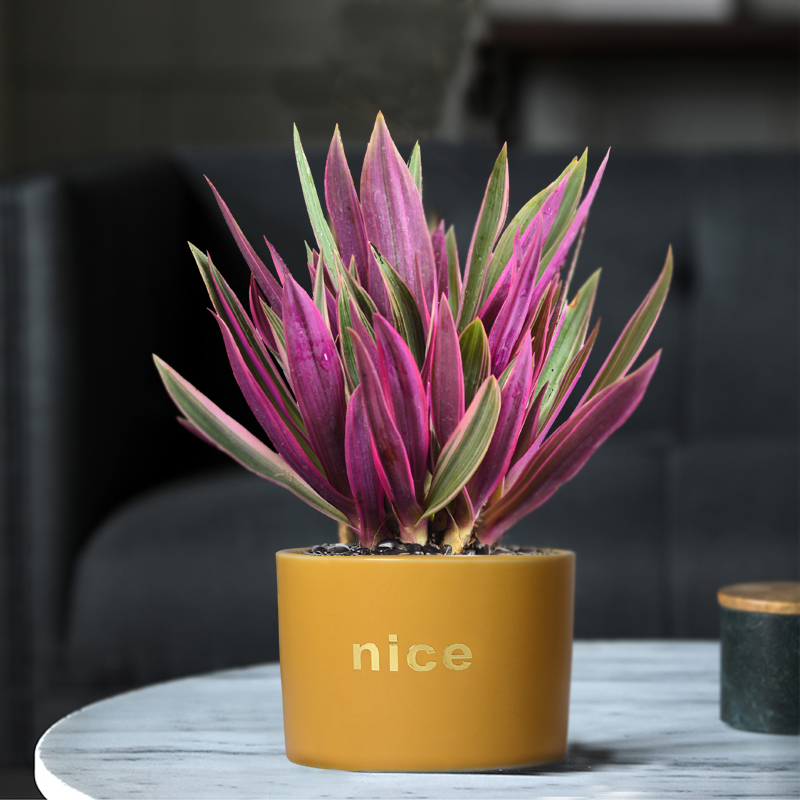 浅笑心柔紫露兰盆栽办公室内植物客厅油画婚礼吊兰锦办公桌面花卉 紫