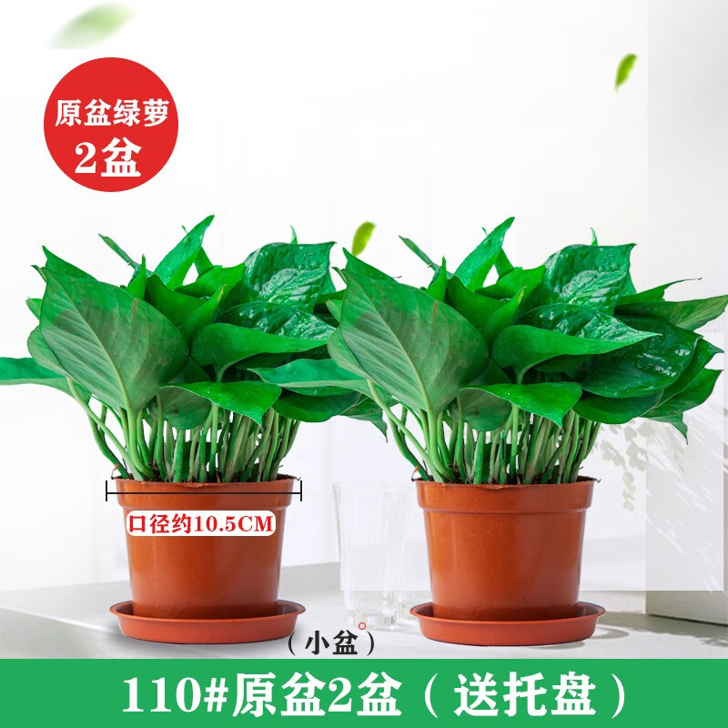 绿植盆栽价格历史最低|绿植盆栽价格走势