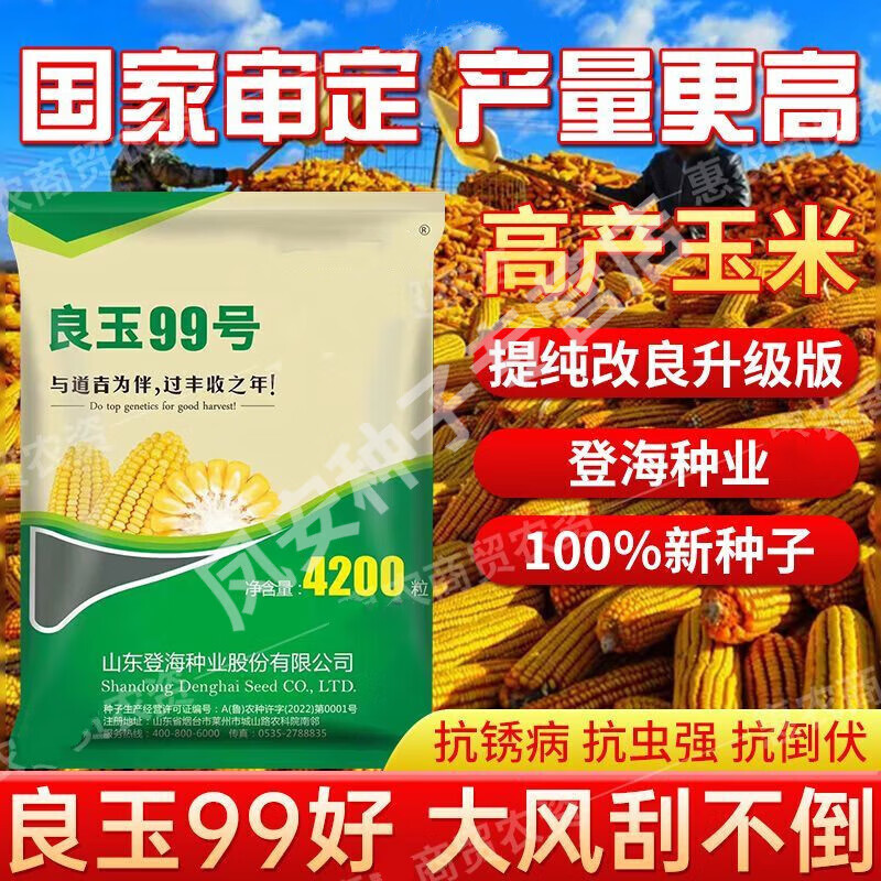 玉米种子国审良玉99大棒红细轴抗病虫苞米抗旱涝倒伏矮杆批发